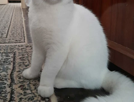 Scottish Fold Kızım Eş Arıyor - 118963893