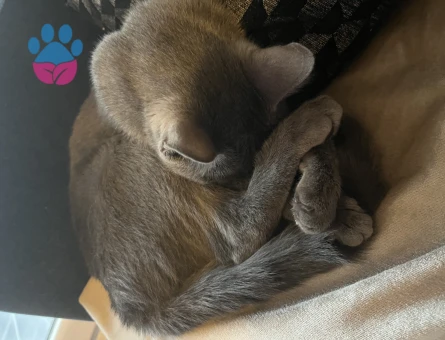 Russian Blue 1 Yaşında Kedim Eş Arıyor