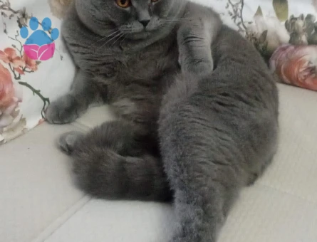 2 Yaşında British Shorthair Eş Arıyor