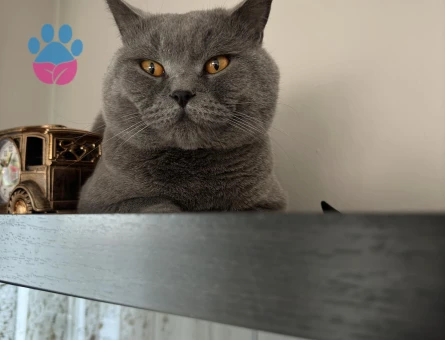 2 Yaşında British Shorthair Eş Arıyor