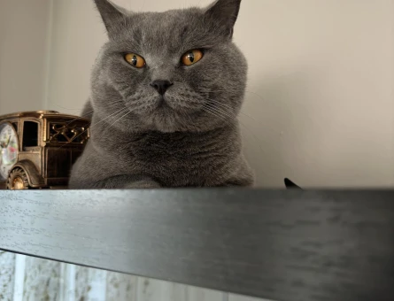 2 Yaşında British Shorthair Eş Arıyor - 118963943
