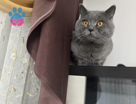 2 Yaşında British Shorthair Eş Arıyor