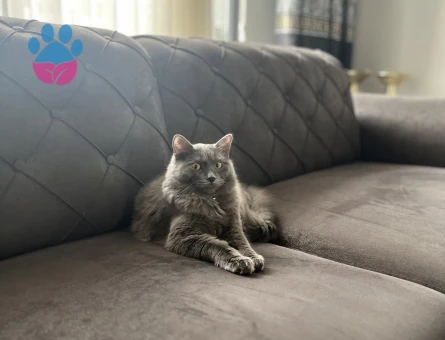 BRITISH LONGHAIR KIZIMIZA EŞ ARIYORUZ
