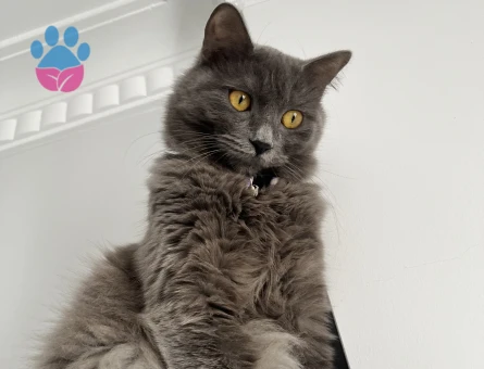 BRITISH LONGHAIR KIZIMIZA EŞ ARIYORUZ
