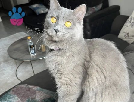 BRITISH LONGHAIR KIZIMIZA EŞ ARIYORUZ