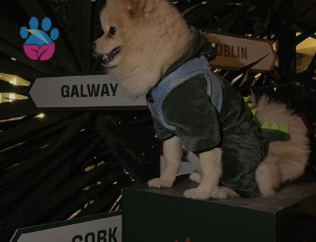 DİŞİ POMERİAN ARANMAKTADIR