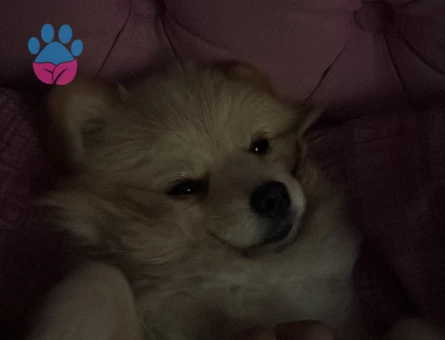 DİŞİ POMERİAN ARANMAKTADIR