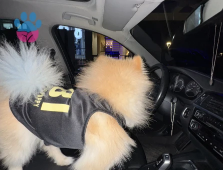 DİŞİ POMERİAN ARANMAKTADIR