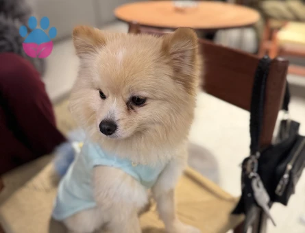 DİŞİ POMERİAN ARANMAKTADIR