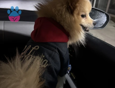 DİŞİ POMERİAN ARANMAKTADIR