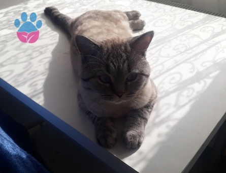 Çok acil