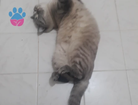 Çok acil