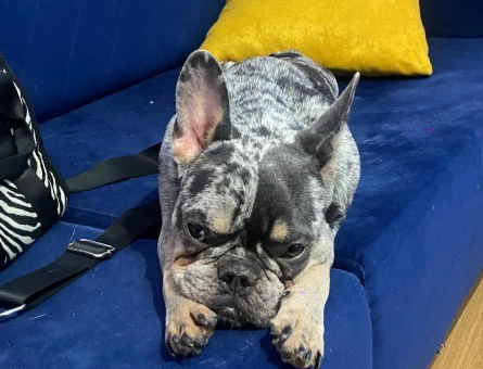 French bulldog merle kızımıza eş arıyoruz !!acil!! - 118975695