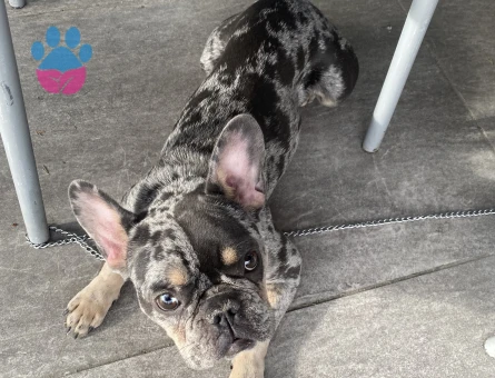 French bulldog merle kızımıza eş arıyoruz !!acil!!