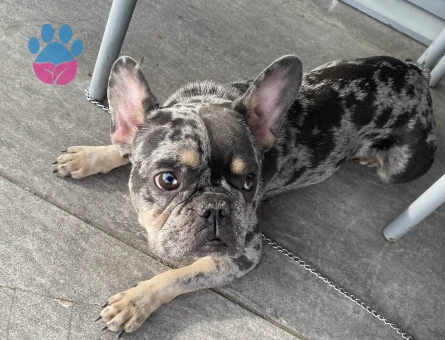 French bulldog merle kızımıza eş arıyoruz !!acil!!