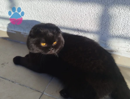 Asil oğlumuza asil eş arıyoruz