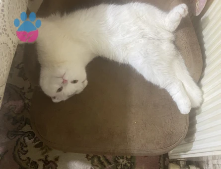 Leo oğlumuza gelin adayı arıyoruz.