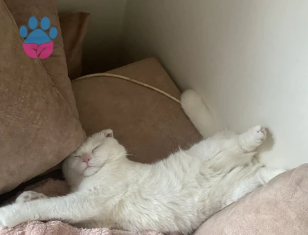 Leo oğlumuza gelin adayı arıyoruz.