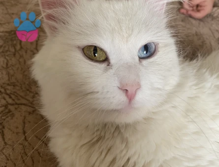 Oğlumuz için eş arıyoruz