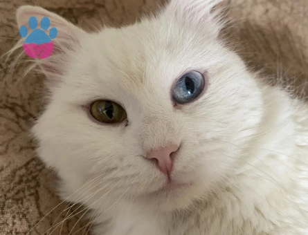 Oğlumuz için eş arıyoruz