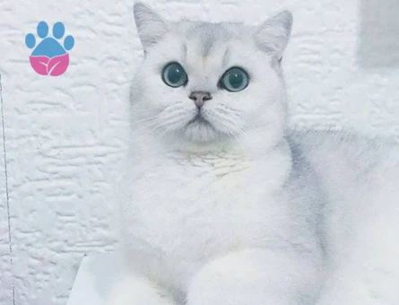 Kızımıza  eş arıyorum