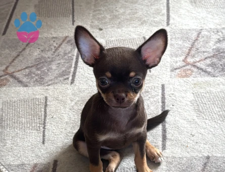 Çifleşecek yakışıklı bireyleri arıyoruz