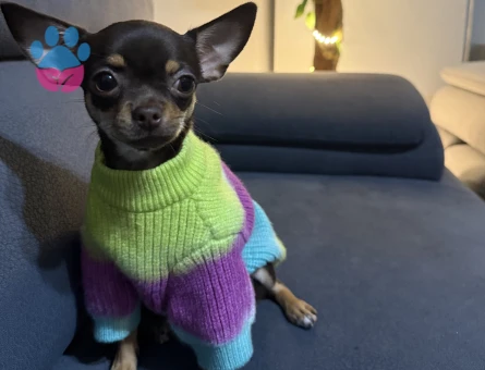 Çifleşecek yakışıklı bireyleri arıyoruz