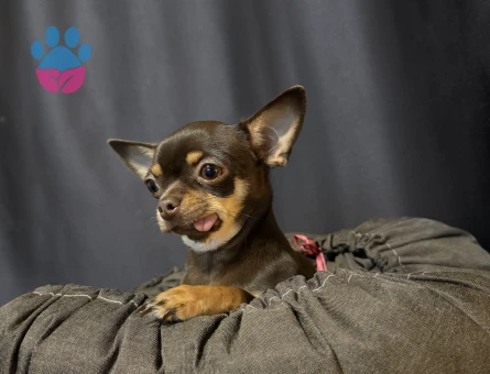 Çifleşecek yakışıklı bireyleri arıyoruz