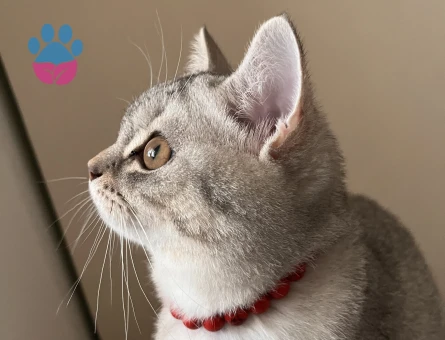 1 yaşında british shorthair silver Kedim için erkek eş arıyorum.