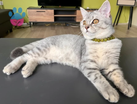 1 yaşında british shorthair silver Kedim için erkek eş arıyorum.