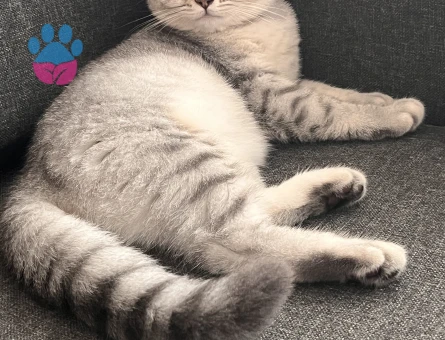 1 yaşında british shorthair silver Kedim için erkek eş arıyorum.