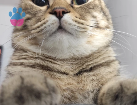 Scottish Fold 10 Aylık Eş Arıyoruz