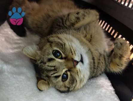 Scottish Fold 10 Aylık Eş Arıyoruz