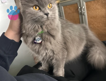 British longhair kızıma eş arıyorum kızgınlık dönemde