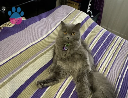 British longhair kızıma eş arıyorum kızgınlık dönemde