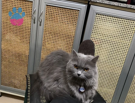 British longhair kızıma eş arıyorum kızgınlık dönemde