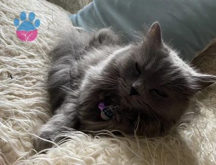 British longhair kızıma eş arıyorum kızgınlık dönemde