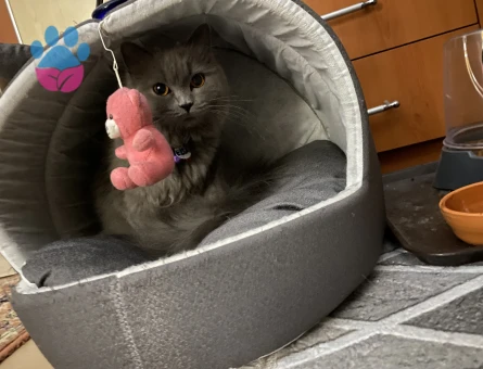 British longhair kızıma eş arıyorum kızgınlık dönemde