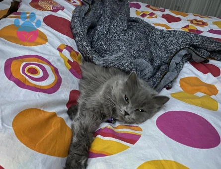 British longhair kızıma eş arıyorum kızgınlık dönemde