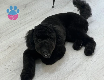 MAX İÇİN ÇAPKINLIK VAKTİ