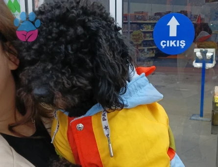 MAX İÇİN ÇAPKINLIK VAKTİ