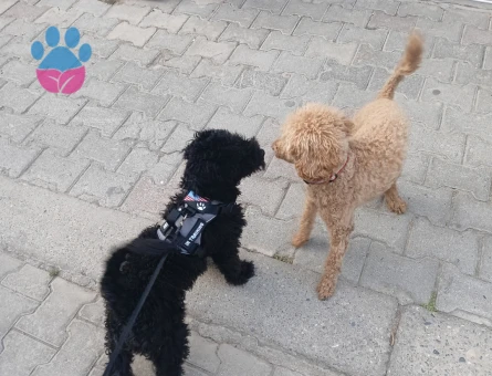 MAX İÇİN ÇAPKINLIK VAKTİ