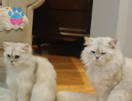 British Longhair Silver Shaded