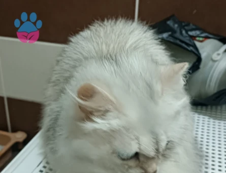 British Longhair Silver Shaded