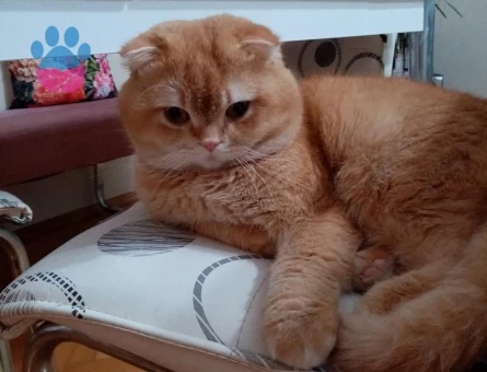 Dişi kedi arıyoruz