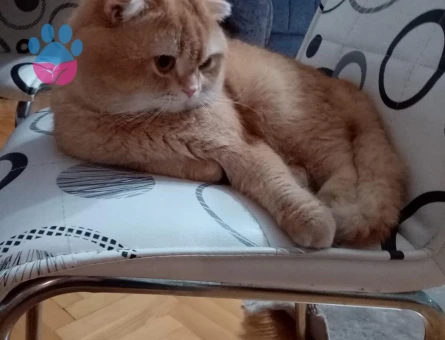 Dişi kedi arıyoruz