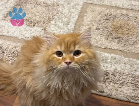 British Longhair Kedime Eş Arıyorum