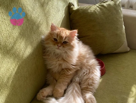 British Longhair Kedime Eş Arıyorum