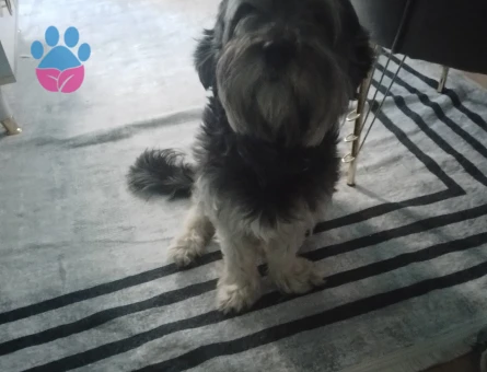 Kızgınlıktaki oğlumuz berduşa eş arıyoruz.