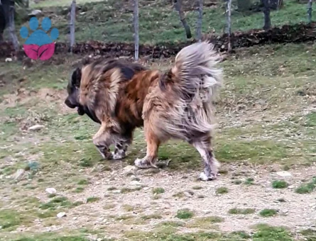 Tibet Mastifi Yakışıklı Koca Oğlumuz Odin'e Eş Arıyoruz